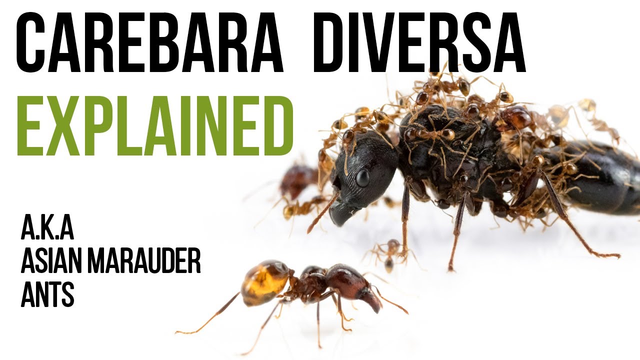 Everything you have to know about Carebara diversa