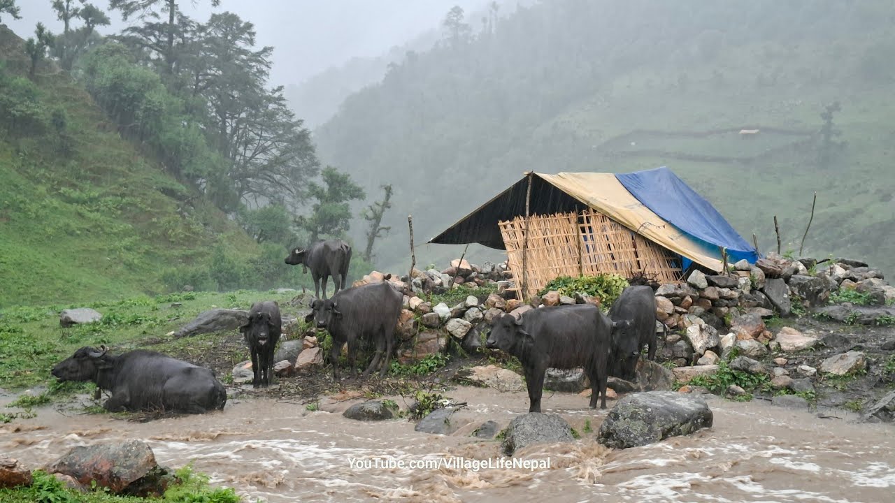 Extreme Monsoon Rain 🌧️ Buffalo Shed Life | A Cowherd’s Daily Struggle in Rural Village