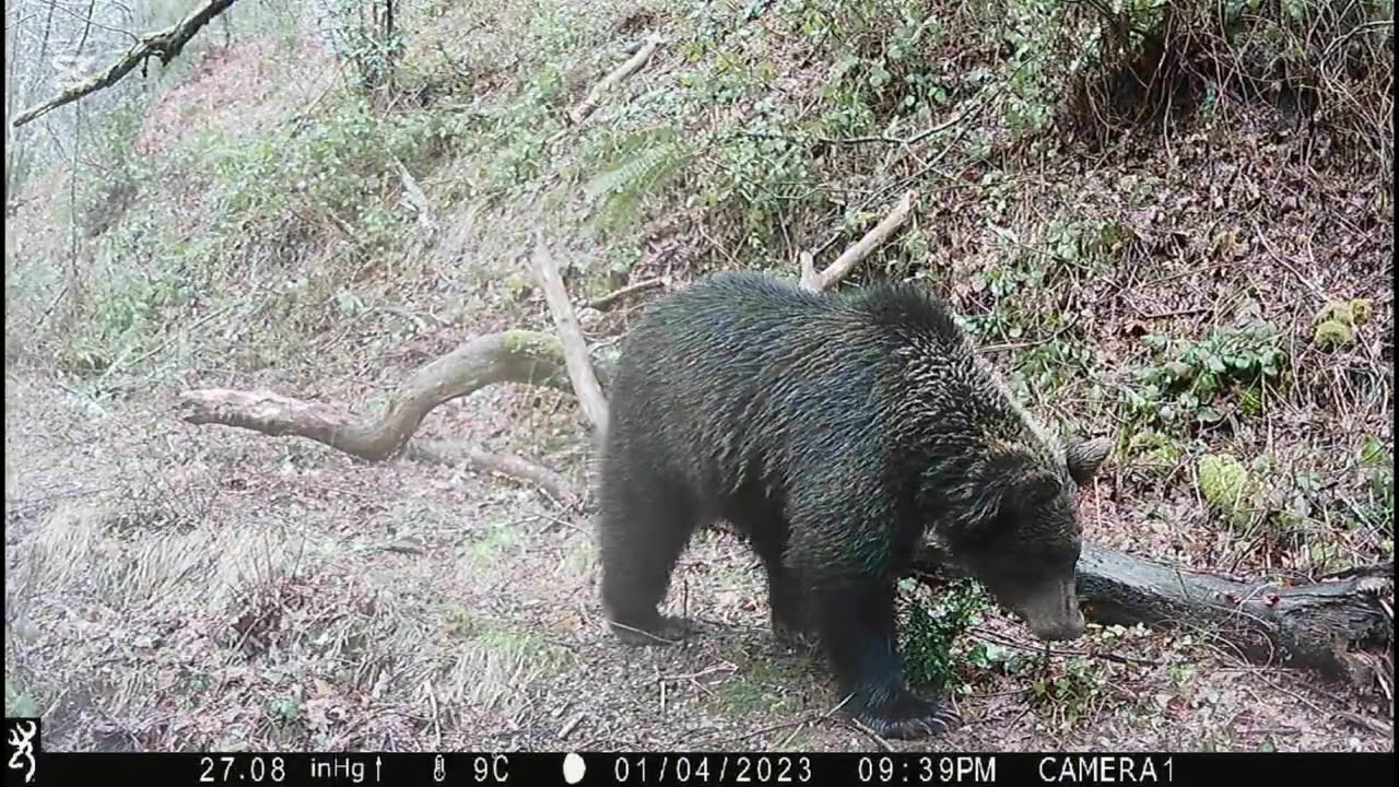 Lobo, osos, rebecos, tejón, gato montes, corzo, zorro, jabalí. #asturias 