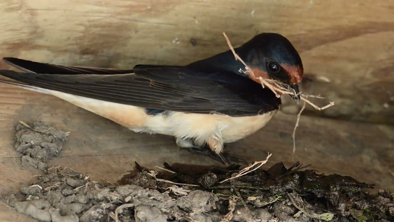 Barn Swallow nest building    HD
