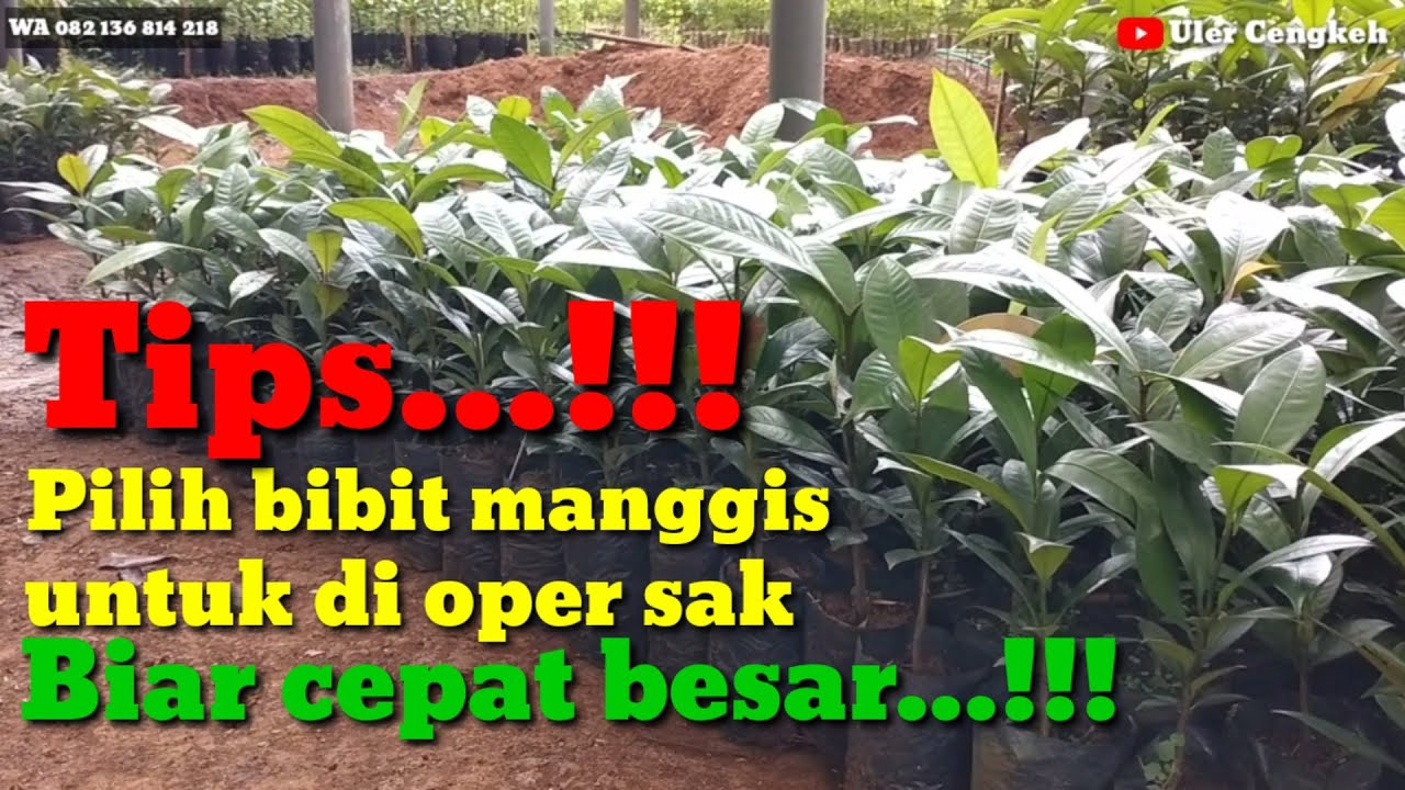 Persemaian Bibit Manggis,tips bibit manggis cepat besar.