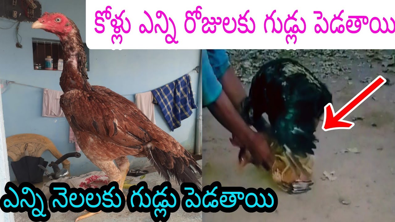 కోళ్లు ఎన్ని రోజులకు ఒకసారి గుడ్లు పెడతాయి How many days do chickens lay eggs? in Telugu