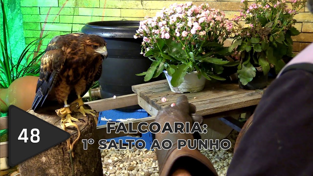 Falcoaria: 1º salto ao punho.