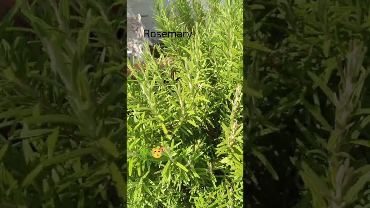 Romero Romeritos Rosemary Plantas #cactus #suculentas #cactusysuculentas #shorts #mexicanfood