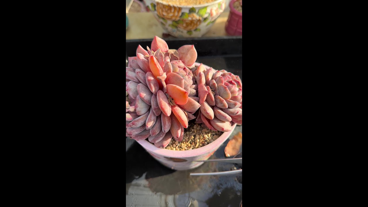 原声版多肉揪枯叶揪走烦恼，祝你天...者中心