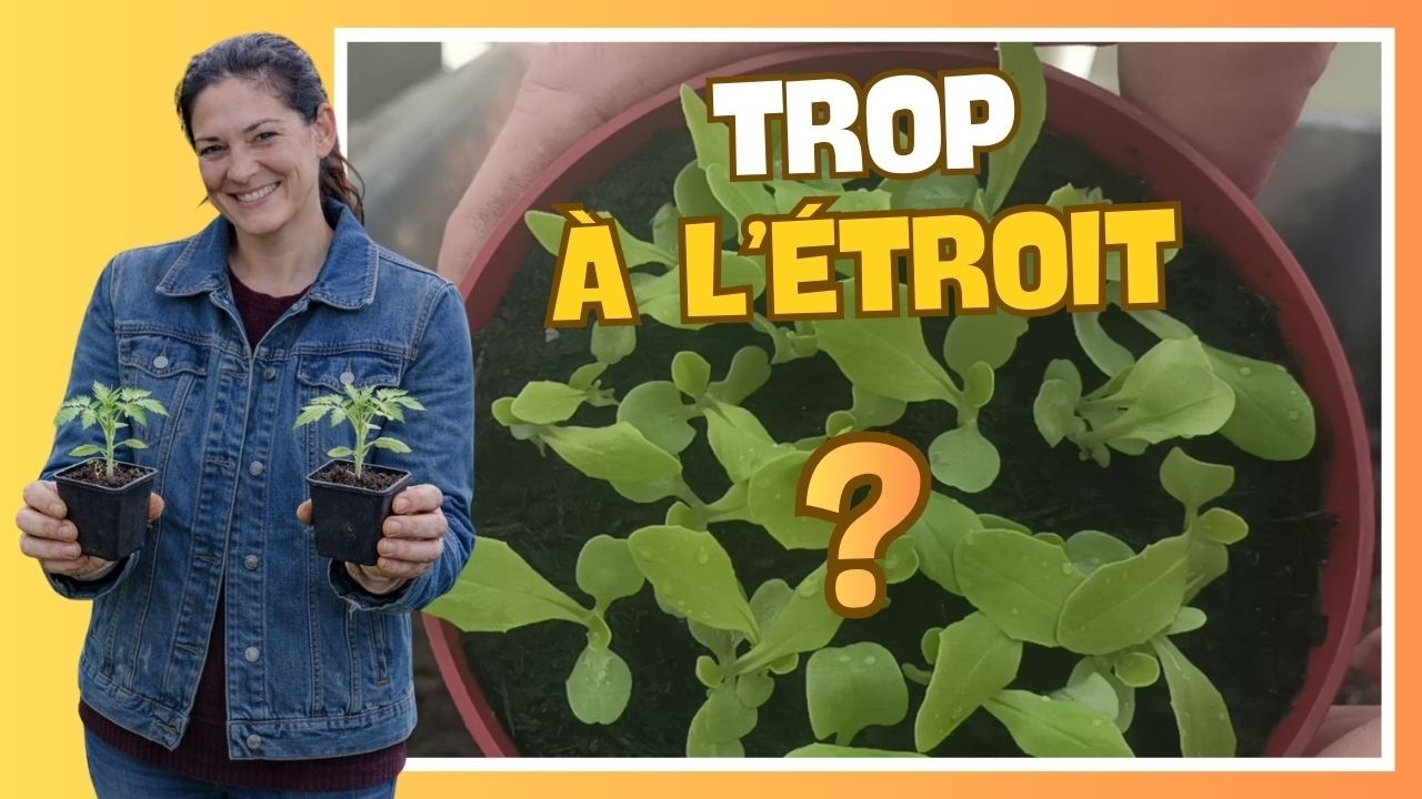 👩‍🌾 Début mars au potager : repiquage, semis et plantations
