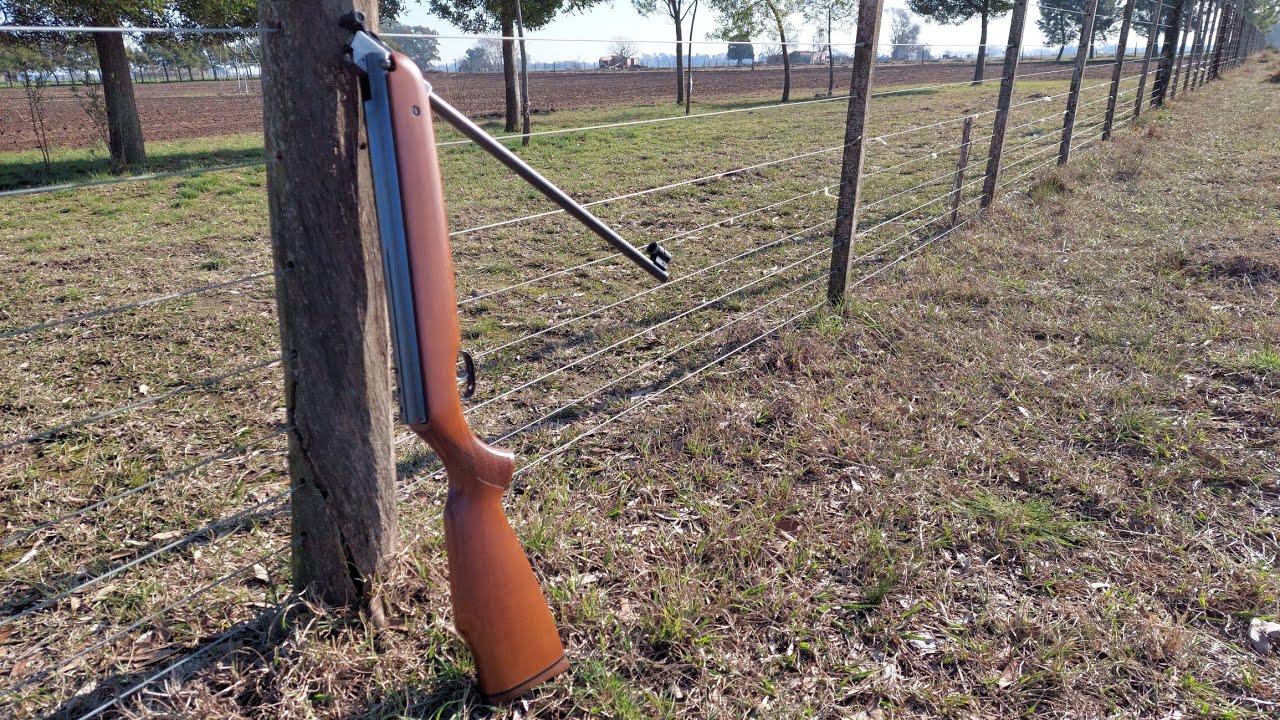 Caza con rifle Weihrauch Hw80/Beeman R1 - El percherón vuelve al campo. Hunting - Pigeon Hunting.