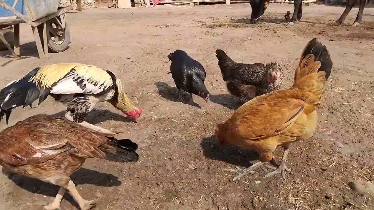 Morning Village Daily Routine || Desi Rooster & Hens Feeding in Sunny Courtyard || Happy Farm Life