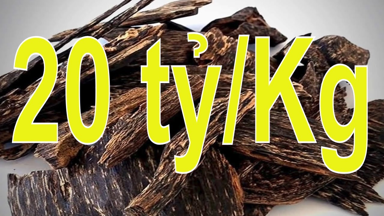 Top 10 Loại Gỗ Đắt Nhất Việt Nam | Cây Giống Sơn Hải