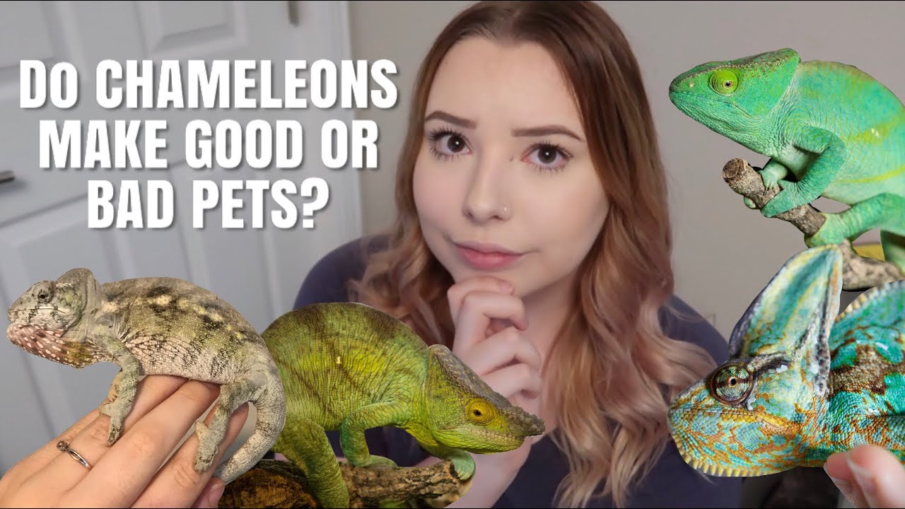 Do Chameleons Make GOOD Pets!? | What It’s Like Owning One!