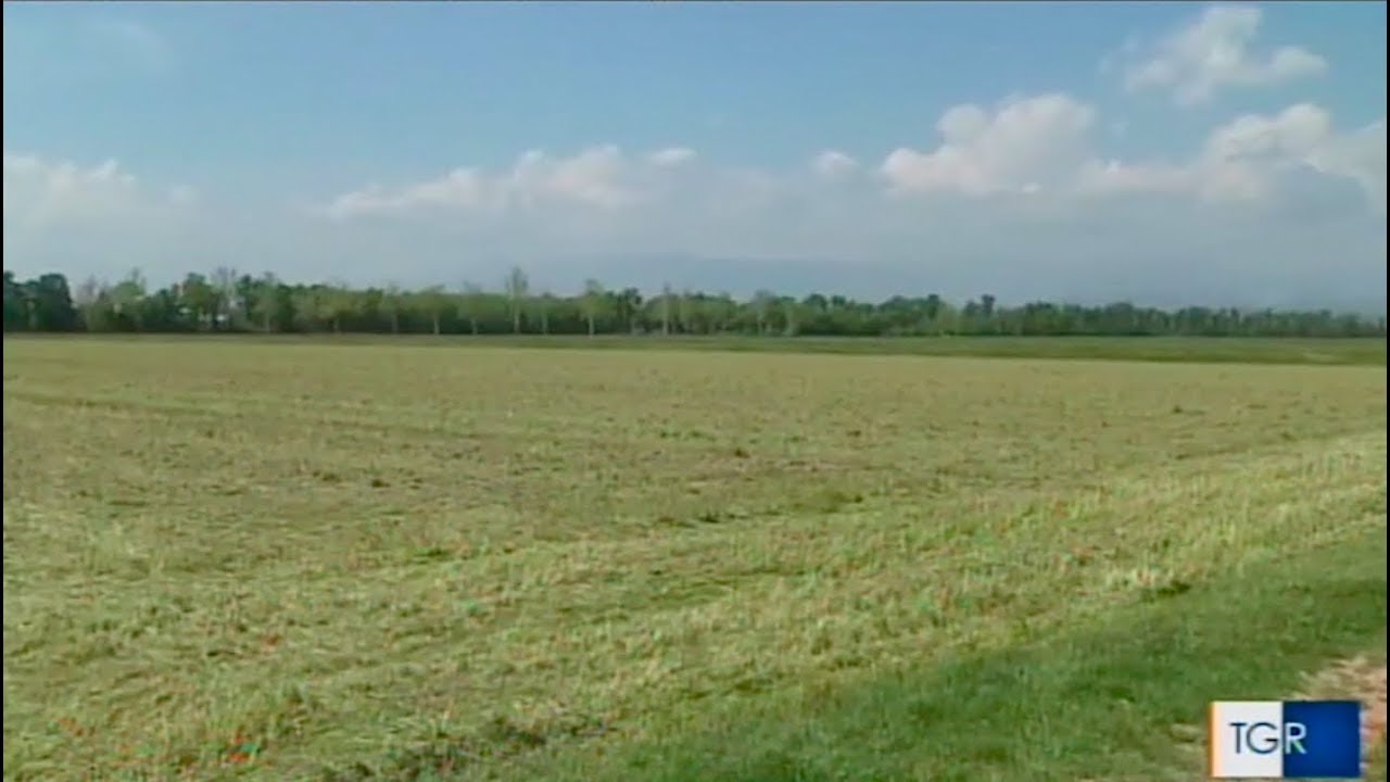 La provincia di Vercelli, eccellenza del riso italiano e DOP di Baraggia