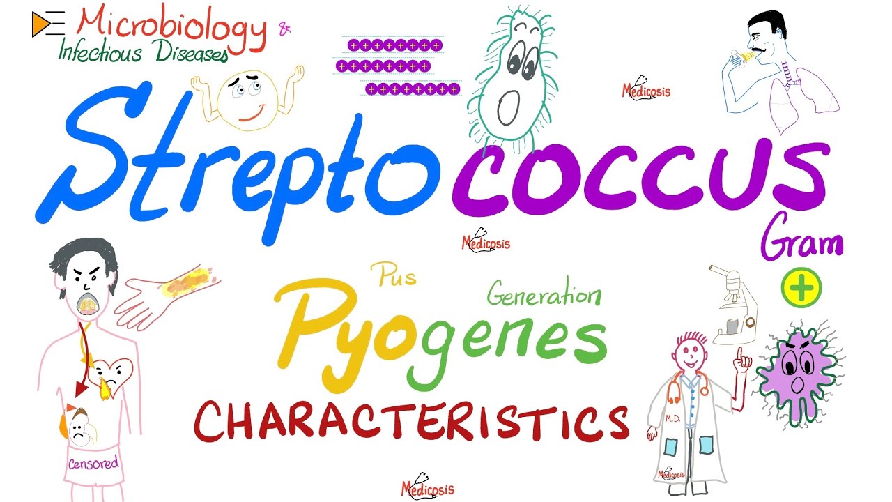 Streptococcus Pyogenes - Charakterystyka paciorkowca grupy A (GABS) - Mikrobiologia i choroby zak...