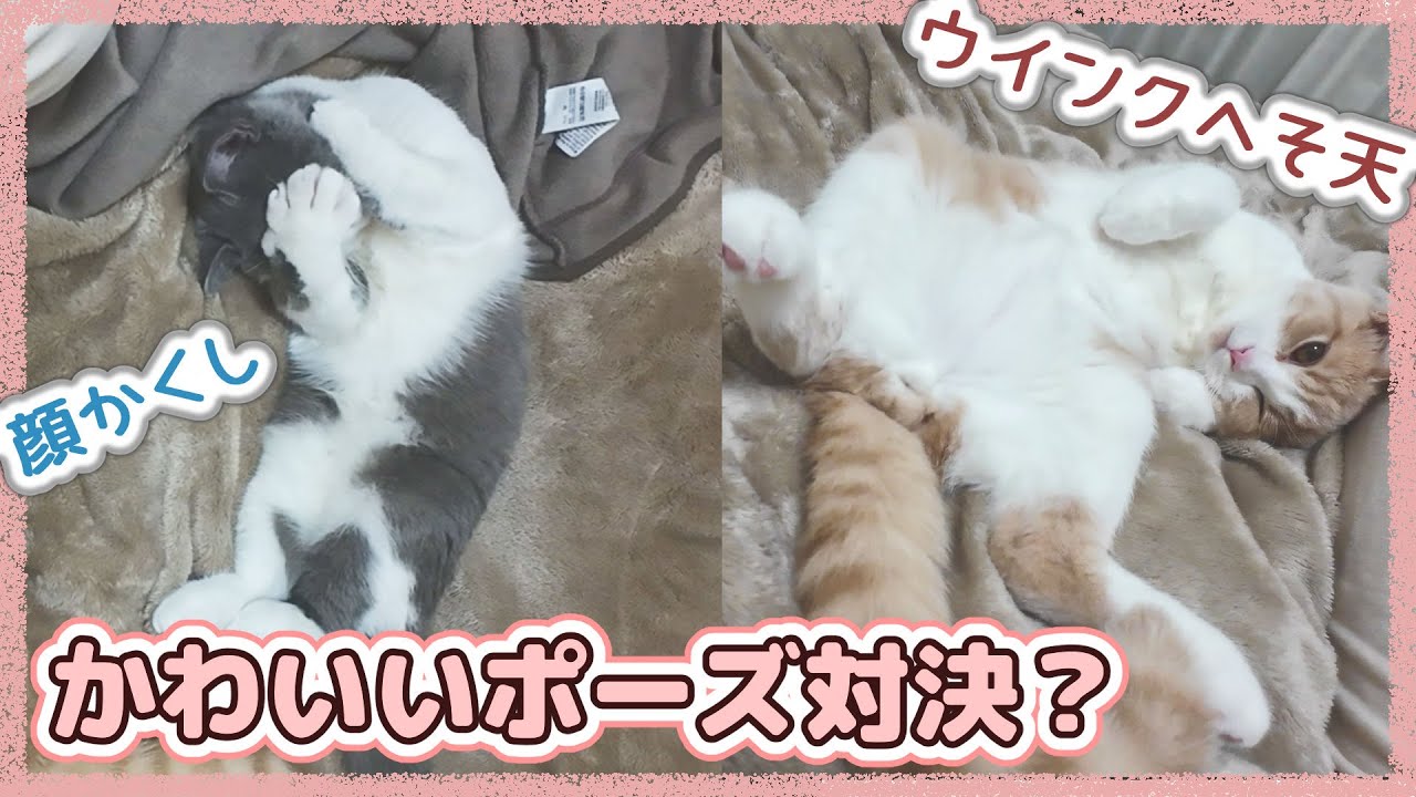 次々とかわいいポーズをしていく仲良しにゃんズ
