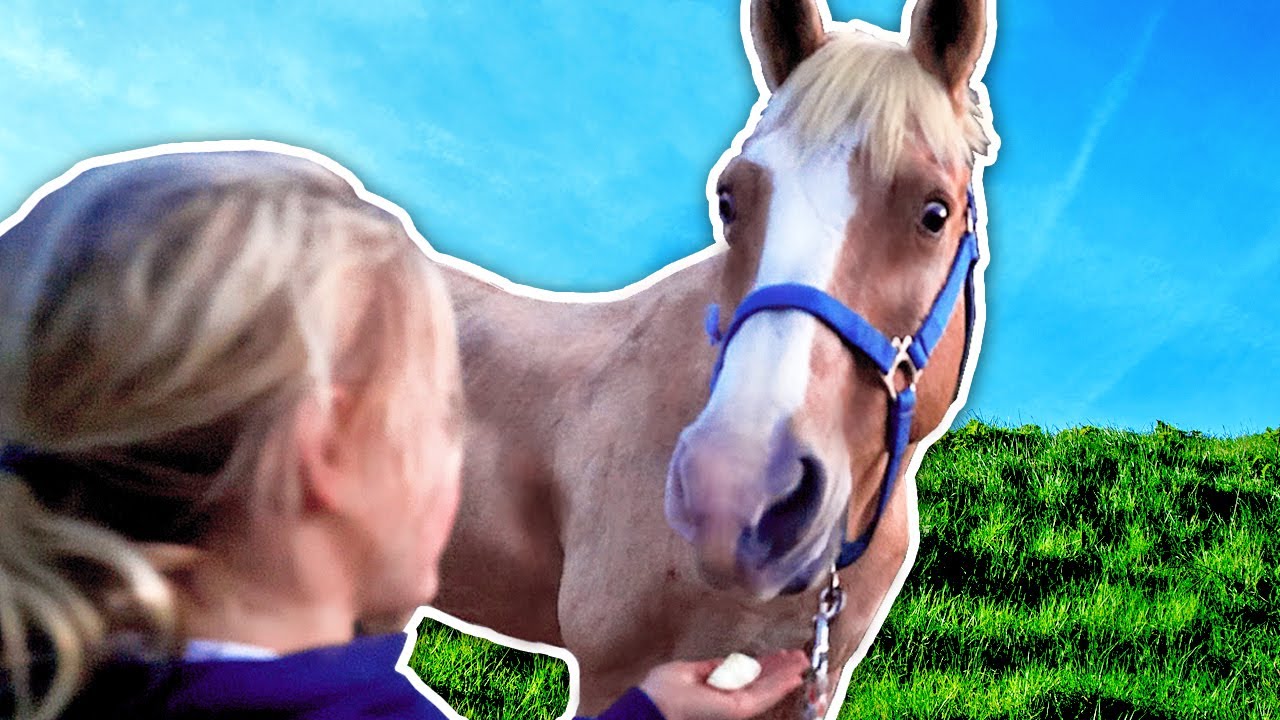 Finally, LILY GOT A HORSE