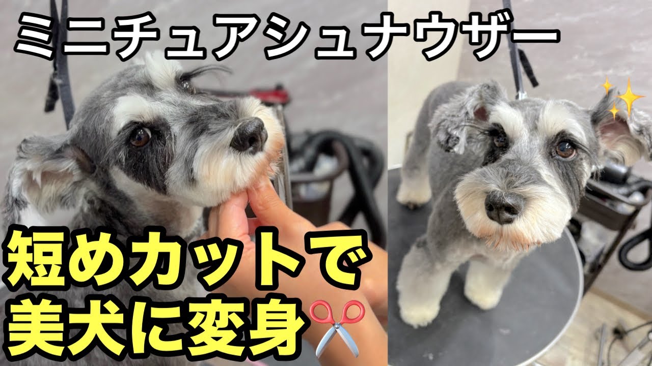 かわいいミニチュアシュナウザーをトリミングで美犬にする✂️✨（よもぎちゃん）