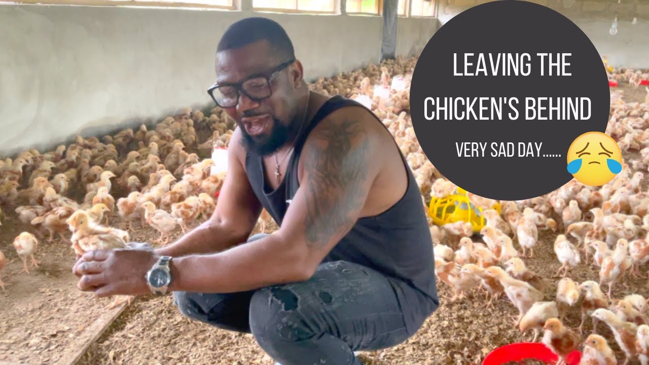 How I started a 20,000 layer poultry farm in the Volta Region Ghana 🇬🇭 | Part 6