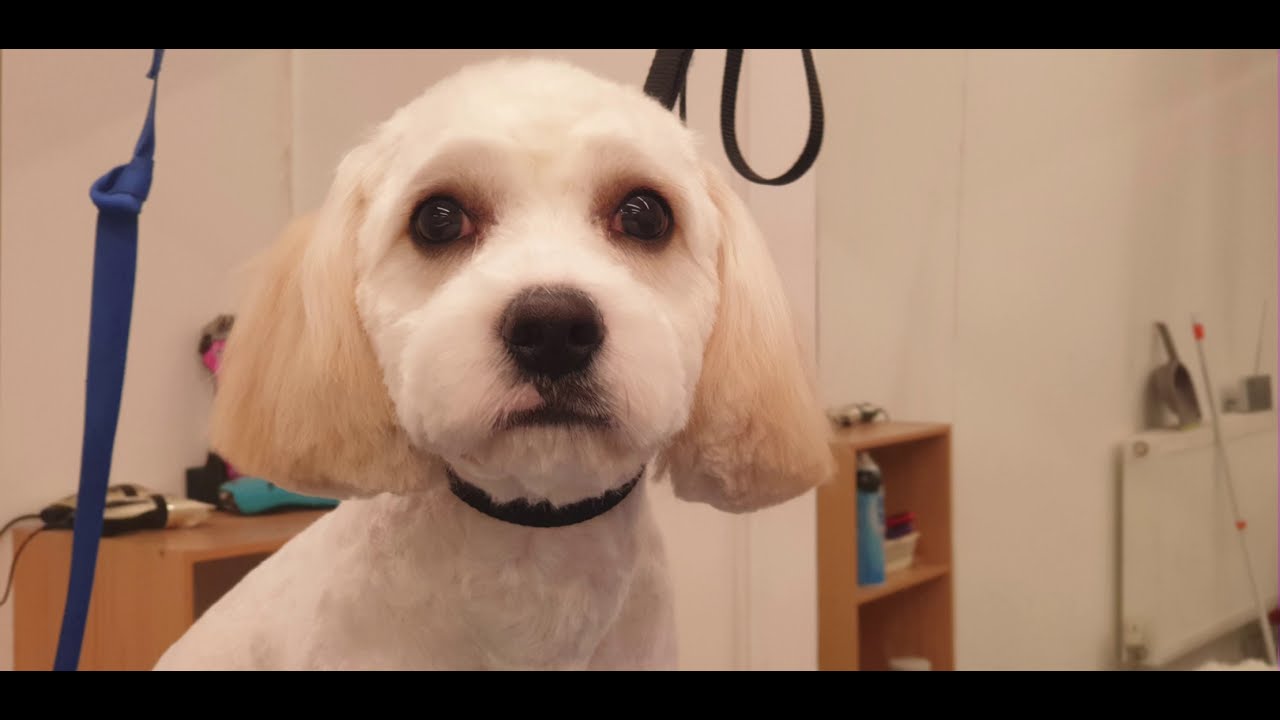 Full Groom Pet Trim Short Smooth with Round Head Cavachon