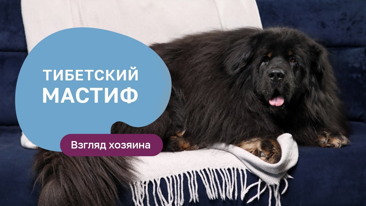 Тибетский мастиф – все о породе, плюсы и минусы — шоу «Ожидание/реальность»