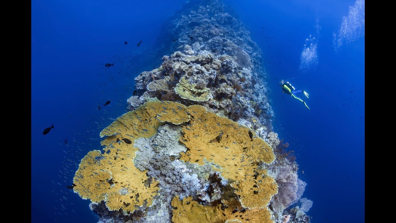Blade: Wakatobi's Cutting-Edge Dive Experience