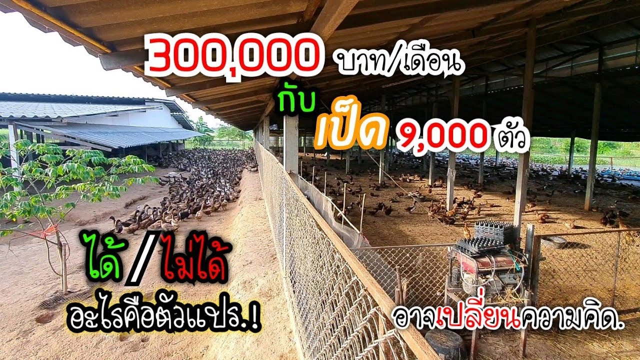 300,000 บาทต่อเดือน กับ เป็ด 9,000 ตัว | แบบละเอียดที่สุด ที่จะทำให้คุณเข้าใจอาชีพนี้มากขึ้น