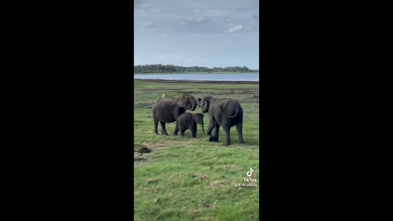 "Understanding Sri Lanka's Elephant Resources and Their Cultural Value" 
