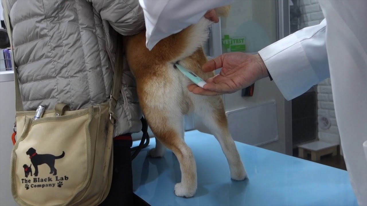柴犬貫太のチックン注射！