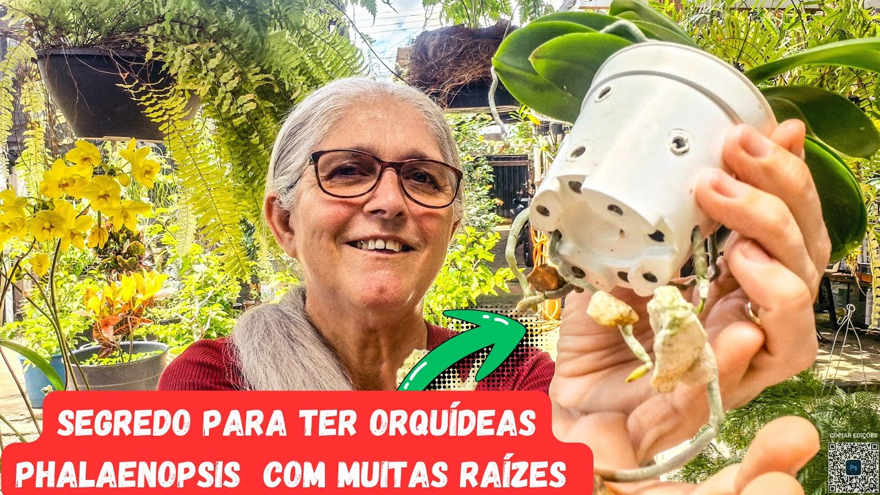 DEPOIS QUE APRENDI FAZER ISSO COM MINHAS PHALAENOPSIS NÃO PERDI MAIS NENHUMA 