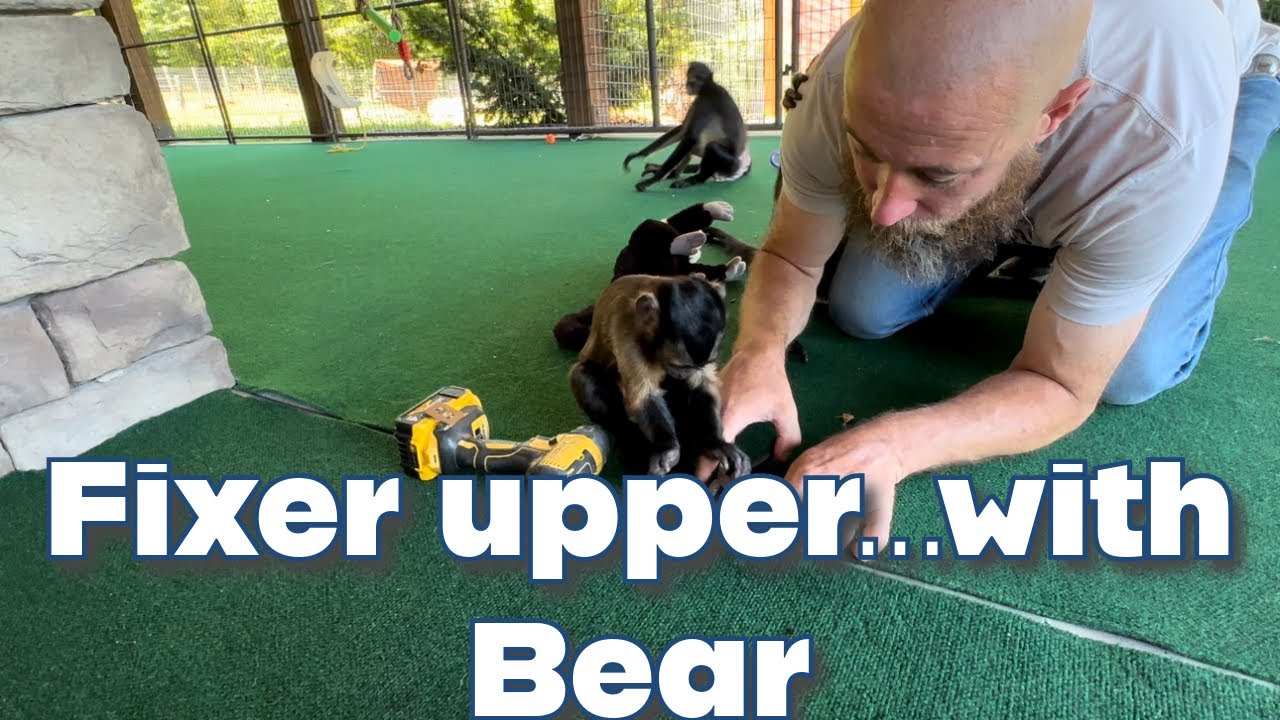Trying to do monkey repairs with the help of monkeys lol  #funny #spidermonkey #capuchin