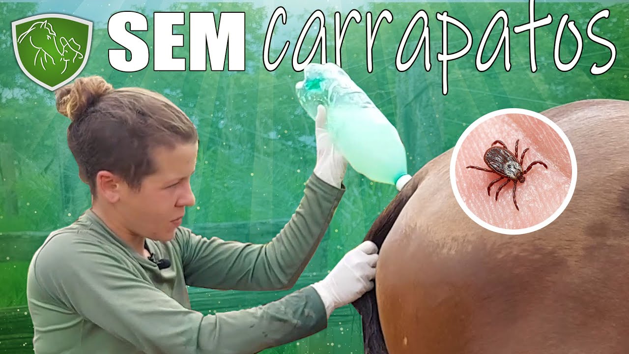 Como tratar cavalo com carrapato - Dica simples e eficaz