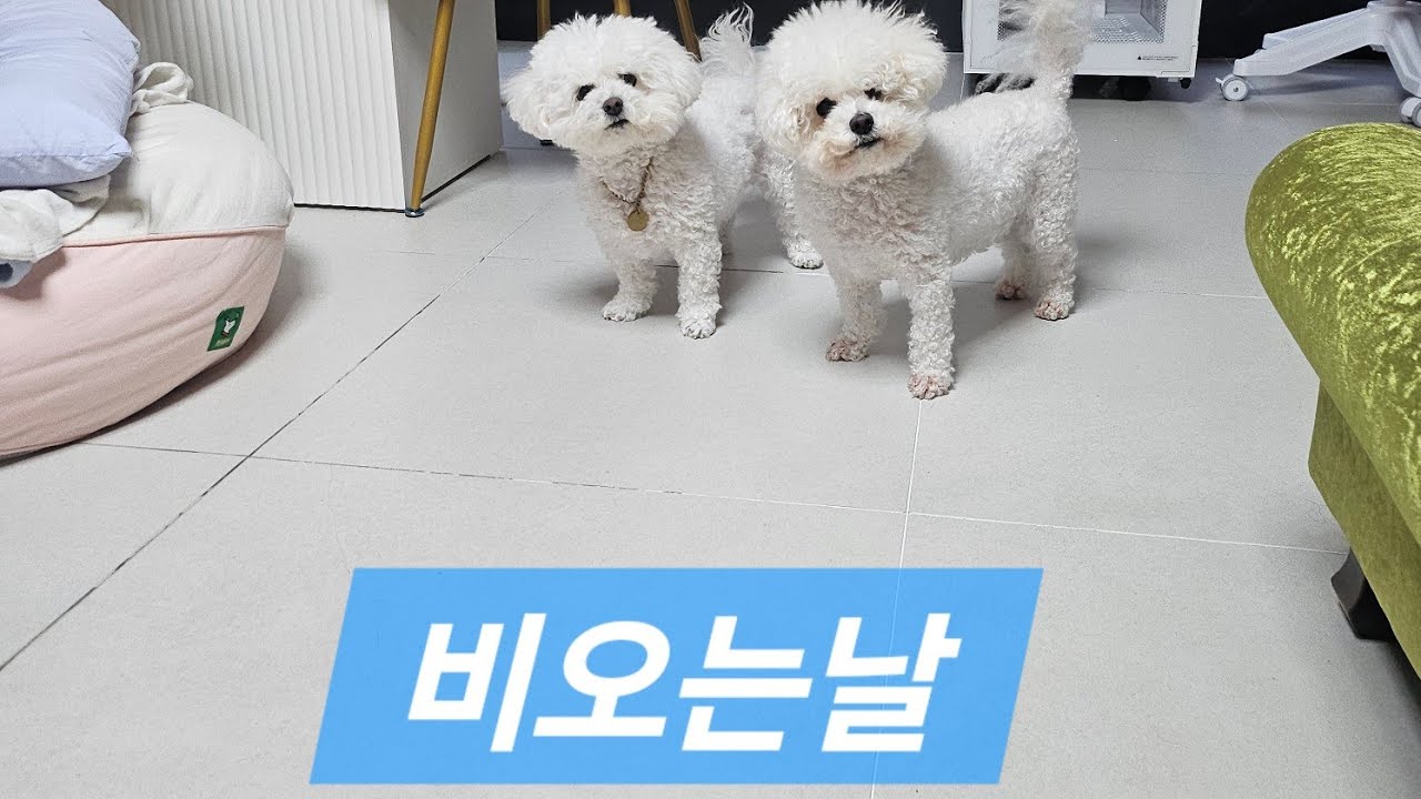 비오는거리 일상(시간여행5)
