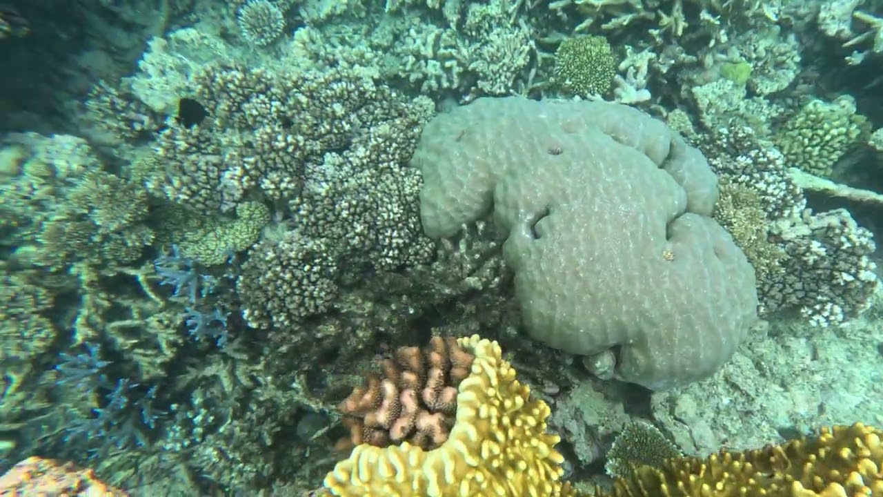 Great Barrier Reef off Port Douglas