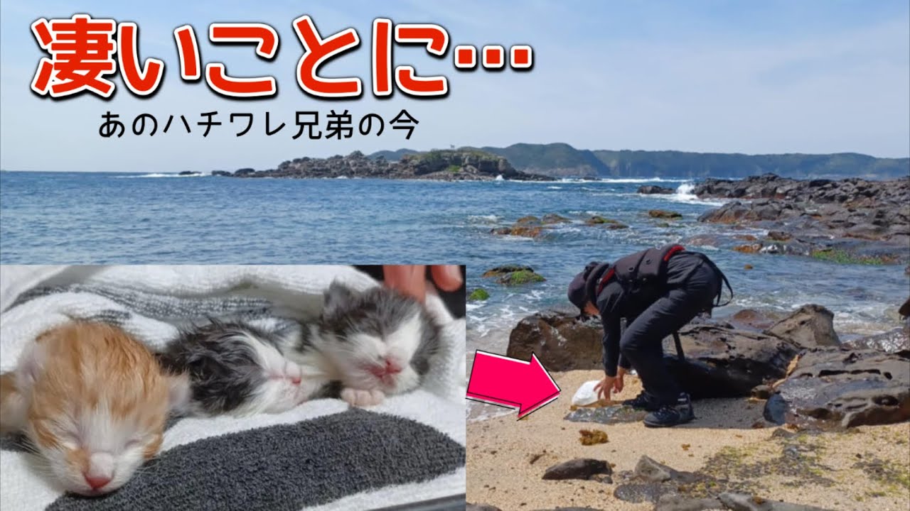 海岸で保護され1年半…あのハチワレ兄弟が凄いことになってます。
