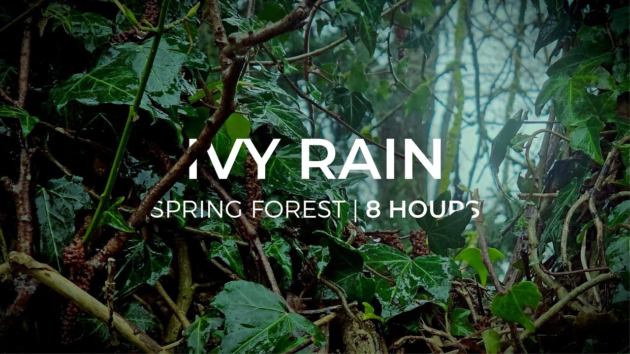 Ivy Rain | 8 Hours of Rain and Soft Thunder for Relaxation & Meditation