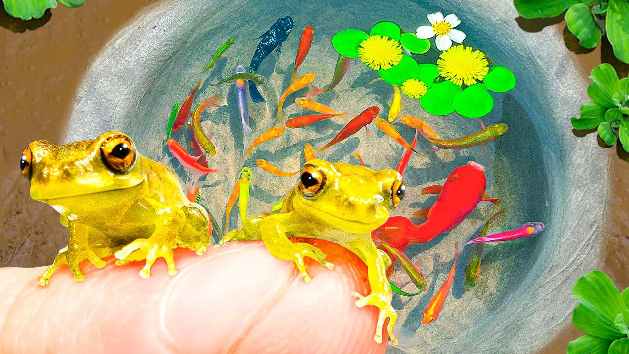 Catch a Funny Frogs & Turtles And Ornamental Fish, Koi, Zebra Fish, Angelfish, Catfish, Puffer Fish