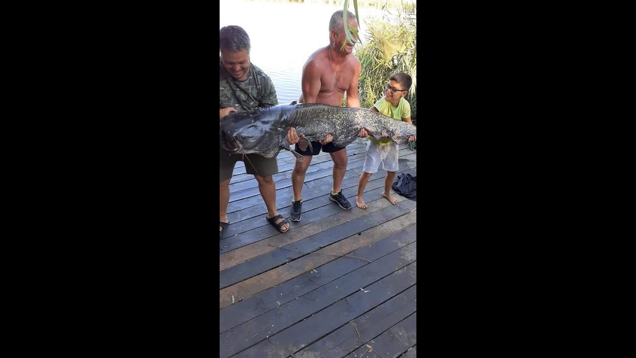 ,,Monstrul'' din Balta Lazar Alexandria! 2020