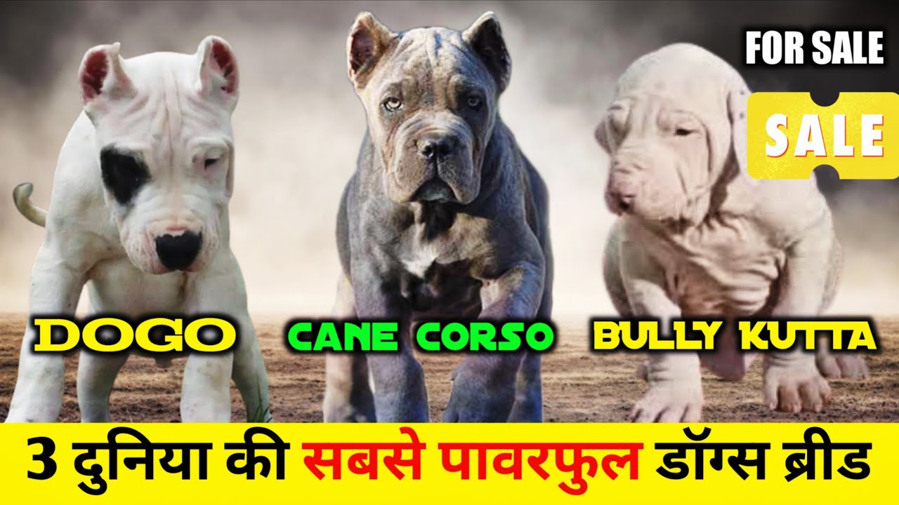 Cropped ear CANE CORSO | DOGO ARGENTINO | BULLY KUTTA | घर बैठे बैठे ऑर्डर करे