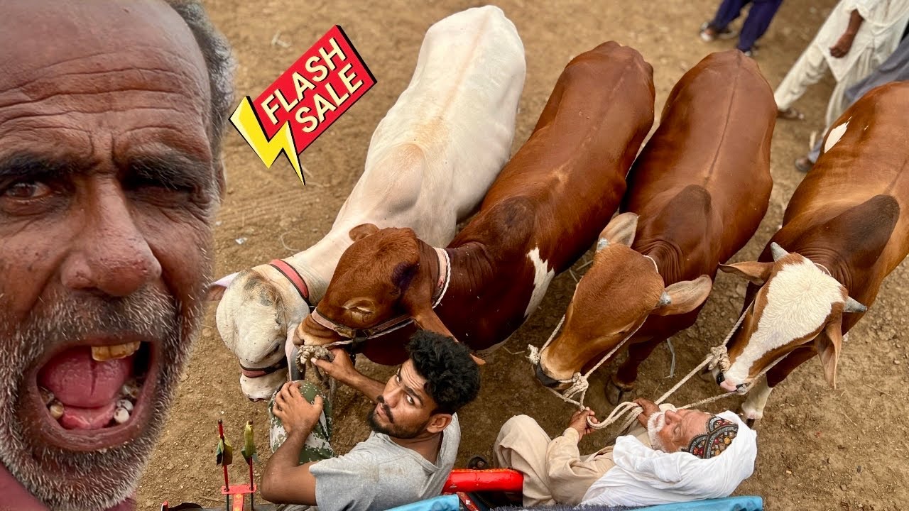 Malir Cow Mandi 23 September 2025 | Bhari Rush & Janwaron Ke Naye Rates 🐂🔥