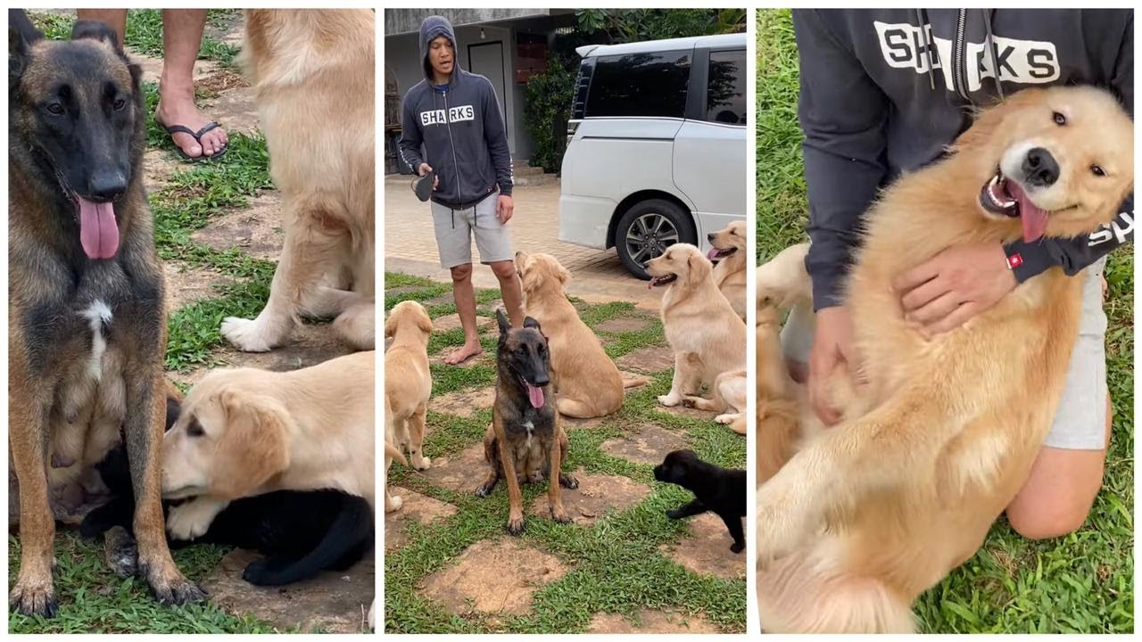 BEAU IKUT NYUSU KE NUBI, PADA TAKUT LIAT SENDAL PAPAH, SNOWA BUNTEL RUSUH KEBAHAGIAAN