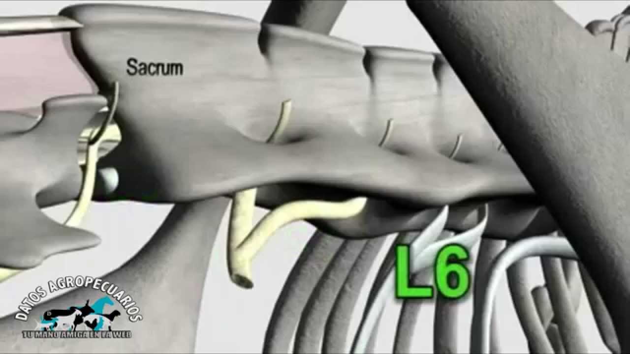 Anestesia epidural en Bovinos