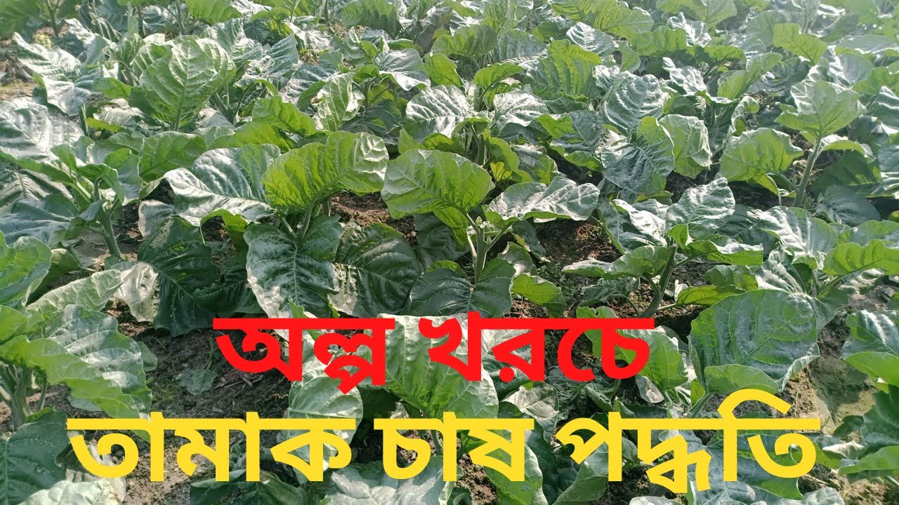 অল্প খরচে তামাক চাষ পদ্ধতি !!Tobacco cultivation method !! digital krishi jibon !! ডিজিটাল কৃষি জীবন