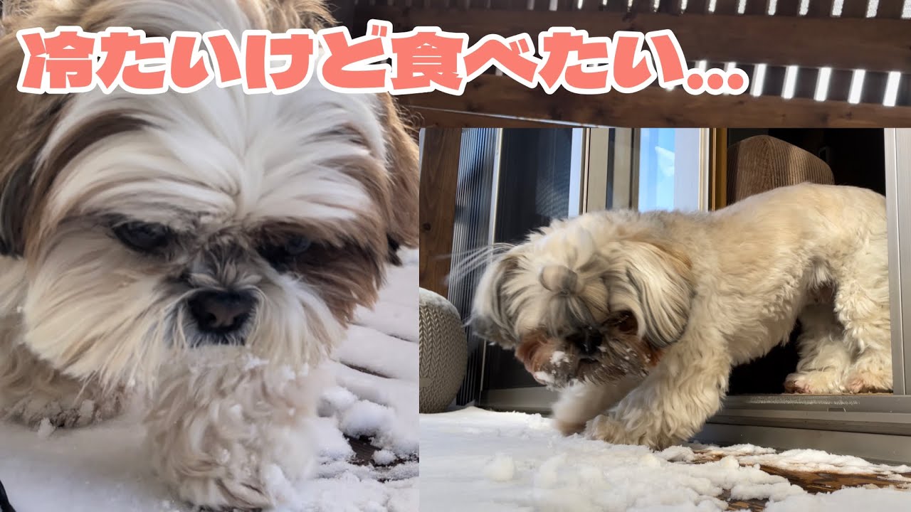 [シーズー多頭飼い]冷たいけど食べたい…