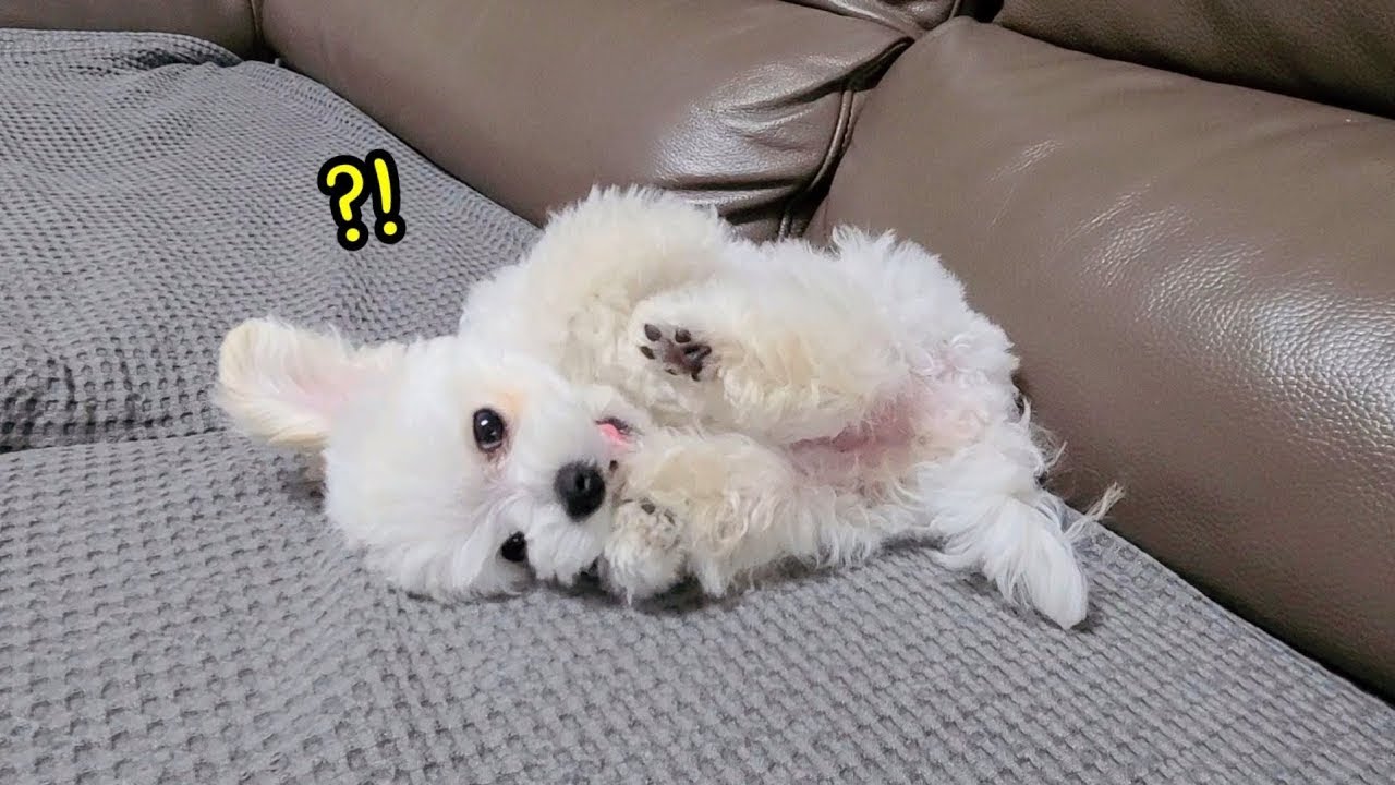 엄마가 좋아? 아빠가 좋아? 고민하는 강아지의 귀여운 반응 | 말티푸 방울이