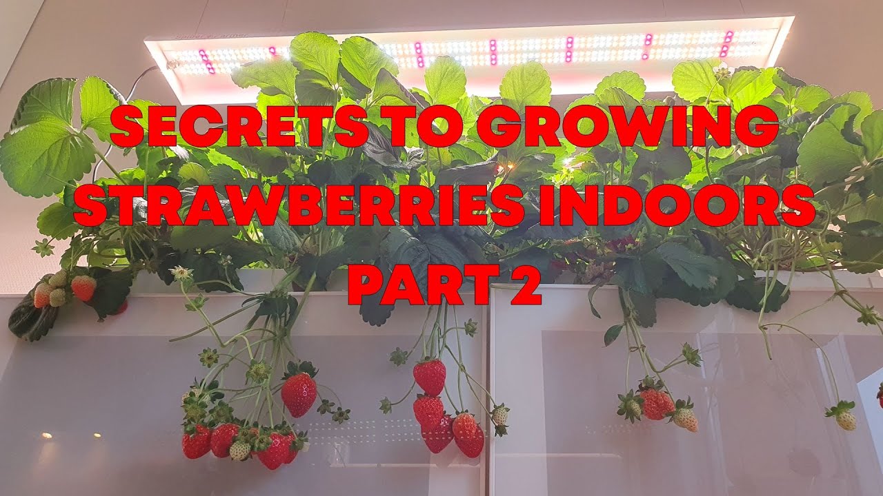 The SECRETS of Growing STRAWBERRIES Indoors: Part 2 (Days 100–231)