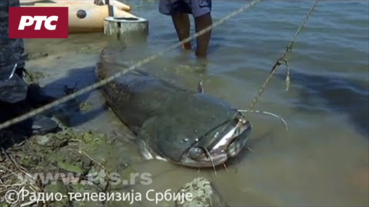 Ribari iz Mrčajevaca upecali soma od dva i po metra!