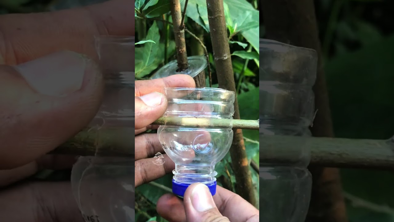 Simple air layering 🌳Using plastic bottles as media containers🍾#diy #garden #trees #plants