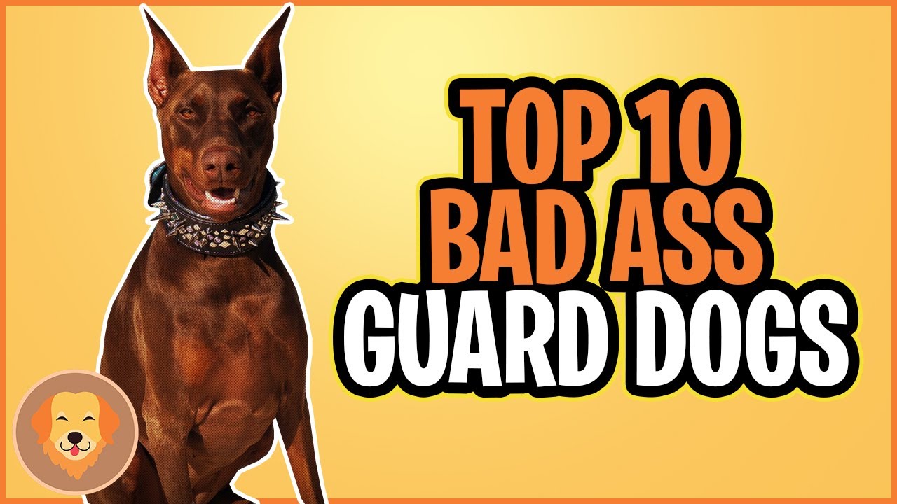 TOP 10 BADASS GUARD DOGS