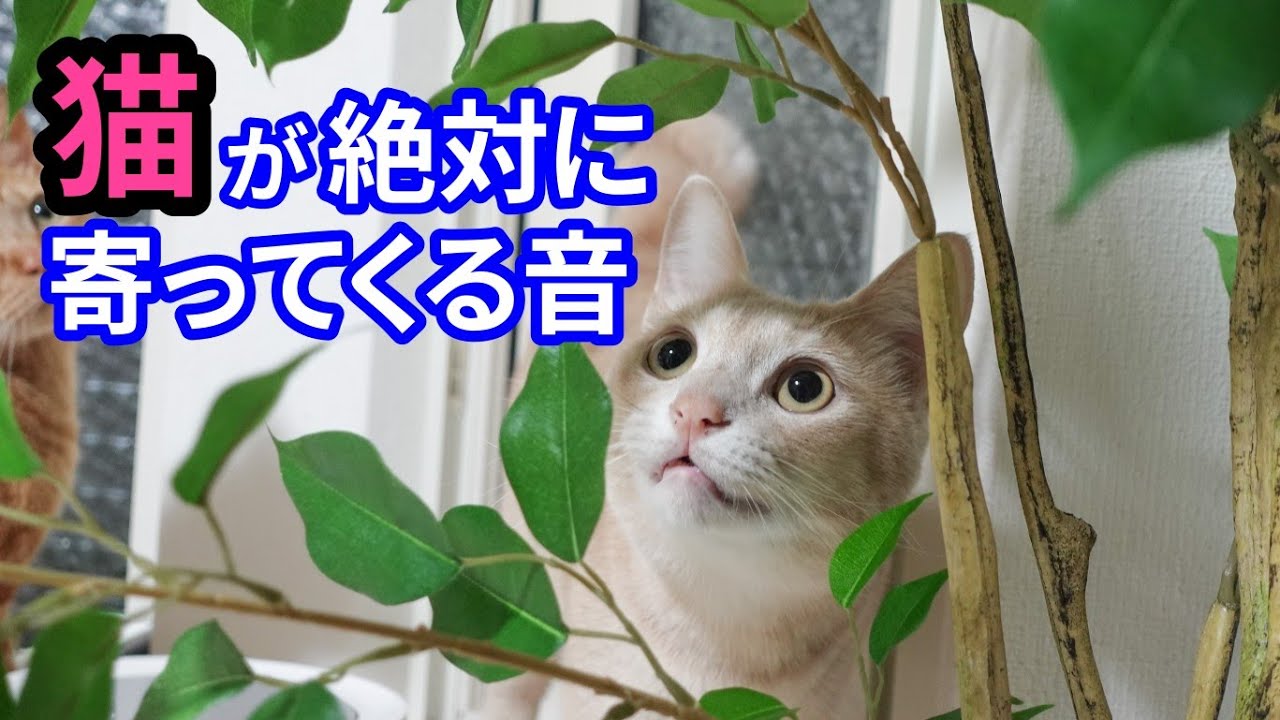 【全16種】猫が絶対に寄ってくる音［2］