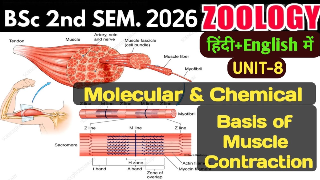 Molecular & Chemical  Basis of Muscle           Contraction In Hindi/BSc 2nd Semester Zoology Unit 8