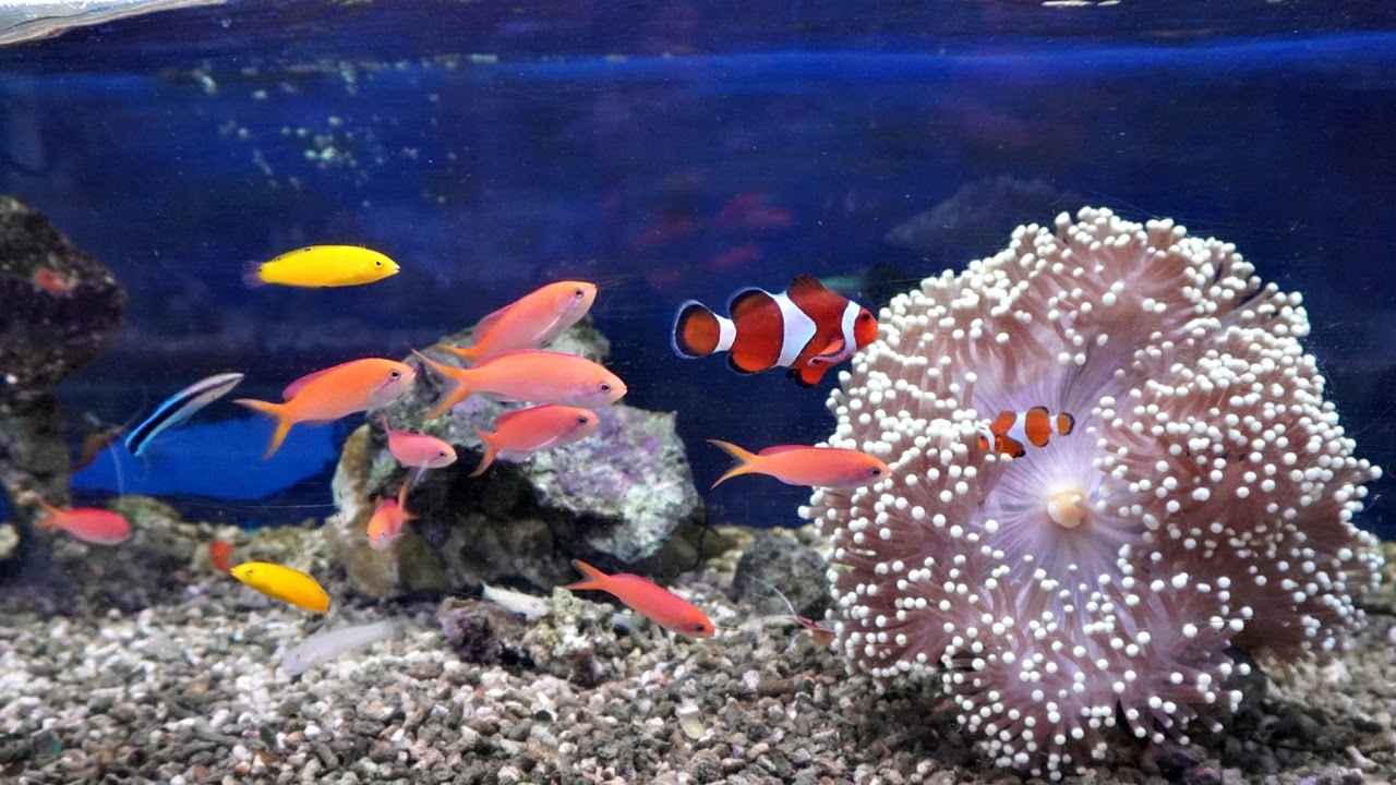 日海センター　水槽 or 駐車場の様子　ライブ