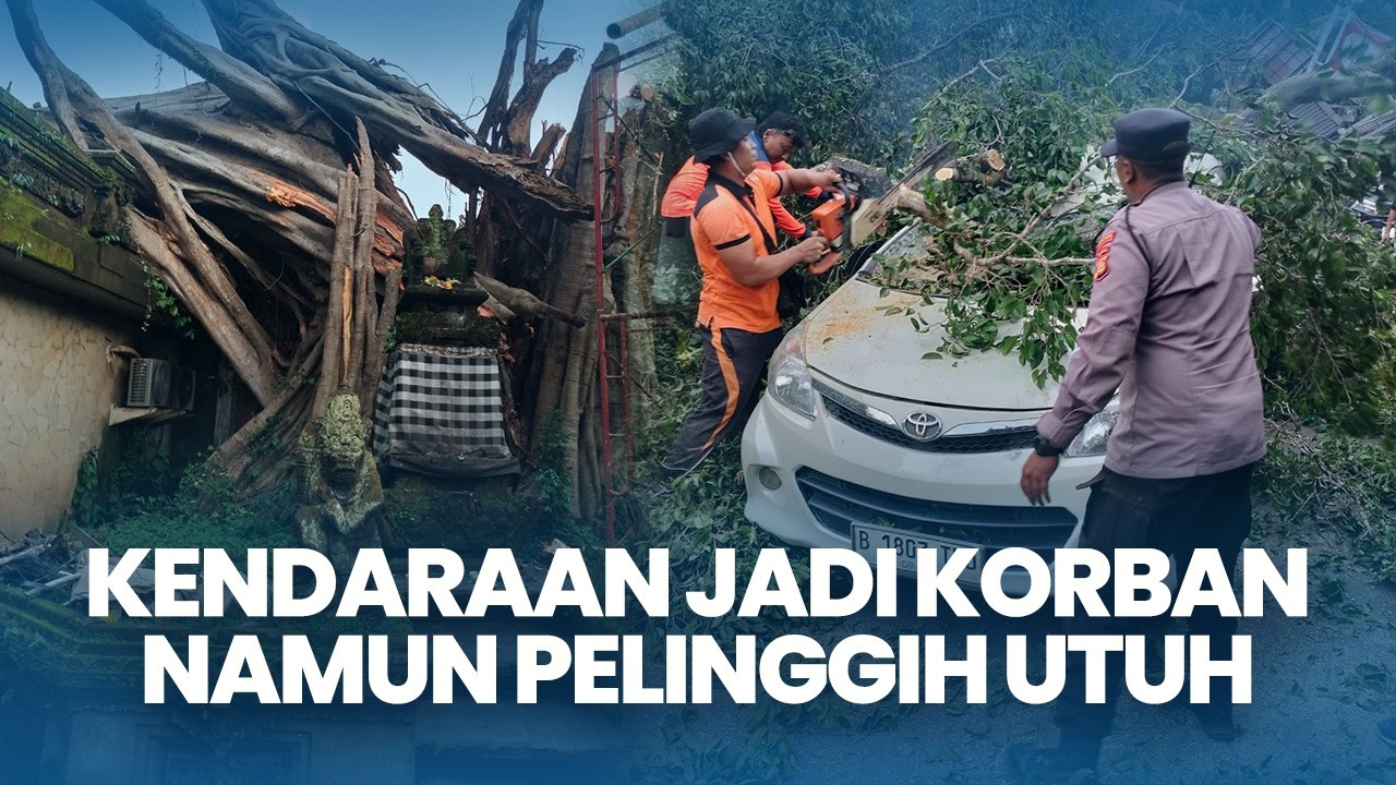 Beringin Berusia 300 Tahun Tumbang di Ubud Bali, Sejumlah Kendaraan Jadi Korban Namun Pelinggih Utuh